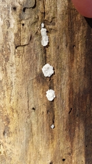 Tremella fuciformis