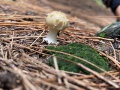 Amanita xylinivolva