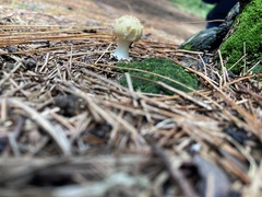 Amanita xylinivolva