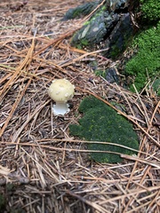 Amanita xylinivolva