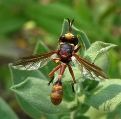 Physocephala marginata