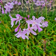 Tulbaghia violacea
