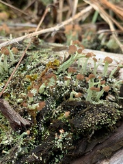 Cladonia peziziformis