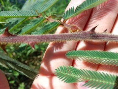 Mimosa pigra