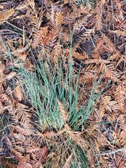Juncus patens