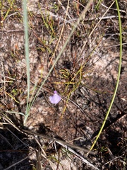 Utricularia lateriflora
