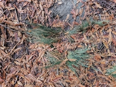 Juncus patens