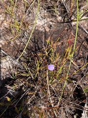 Utricularia lateriflora