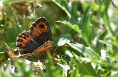 Erebia montanus