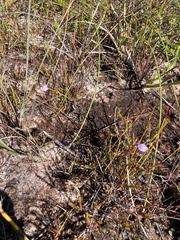 Utricularia lateriflora