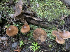 Inocybe