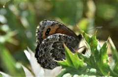 Erebia montanus