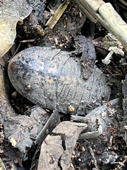 Blaberidae