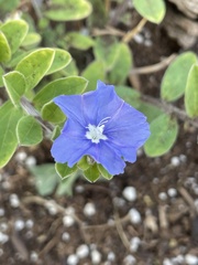 Evolvulus alsinoides