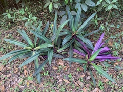 Tradescantia spathacea