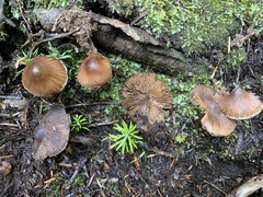 Inocybe