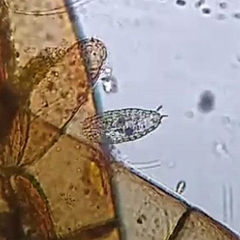 Colepidae