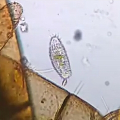 Colepidae
