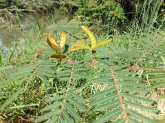 Mimosa pigra
