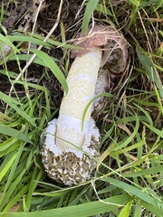 Phallus hadriani