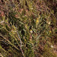 Leucadendron lanigerum lanigerum