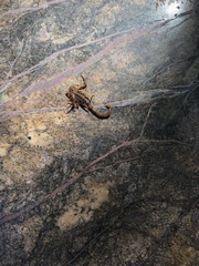 Centruroides tecomanus