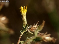 Chiliadenus iphionoides