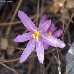 Colchicum stevenii