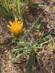 Berkheya armata