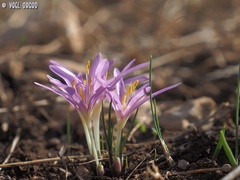 Colchicum stevenii