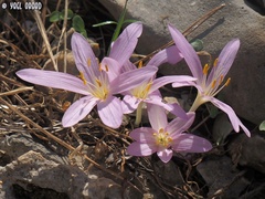 Colchicum stevenii