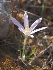 Colchicum stevenii