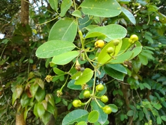 Stigmaphyllon ellipticum