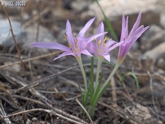 Colchicum stevenii