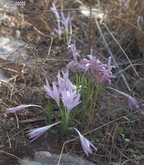 Colchicum stevenii