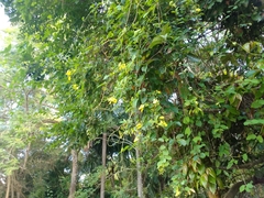 Stigmaphyllon ellipticum