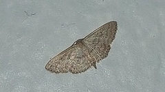 Scopula minorata