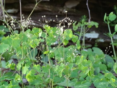 Thalictrum