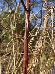 Rubus occidentalis