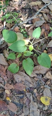Packera obovata