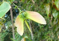 Stigmaphyllon ellipticum