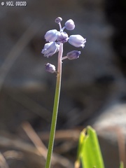 Muscari parviflorum
