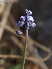 Muscari parviflorum