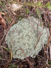Cladonia subtenuis