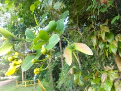 Stigmaphyllon ellipticum