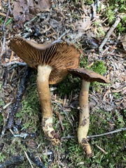 Cortinarius pellstonianus