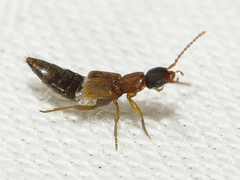 Medonina