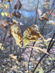 Rhododendron viscosum