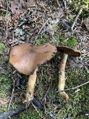 Cortinarius pellstonianus