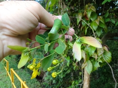 Stigmaphyllon ellipticum